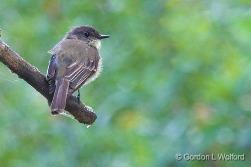 Eastern Phoebe_51757.jpg - Eastern Phoebe (Sayornis phoebe) photographed at Ottawa, Ontario, Canada.